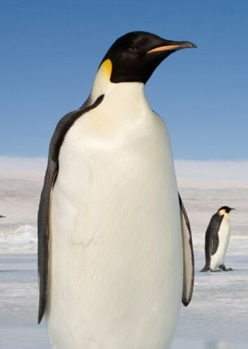 Emperor Penguin