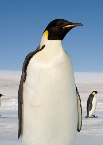 Emperor Penguin