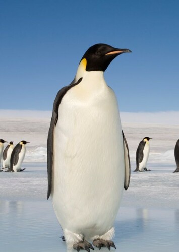 Emperor Penguin