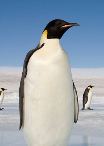 Emperor Penguin