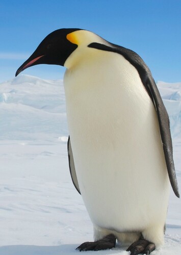 Emperor Penguin