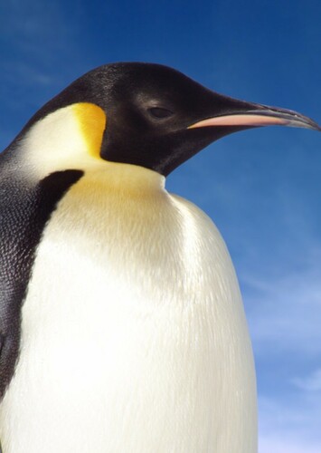 Emperor Penguin