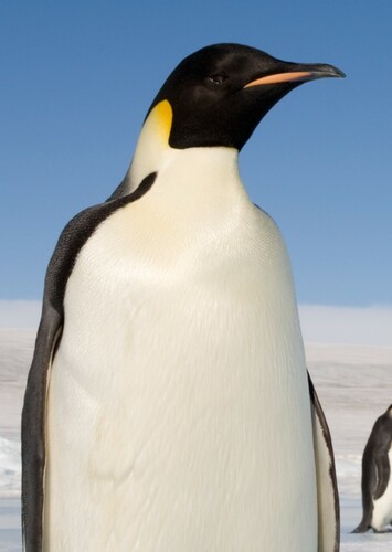Emperor Penguin