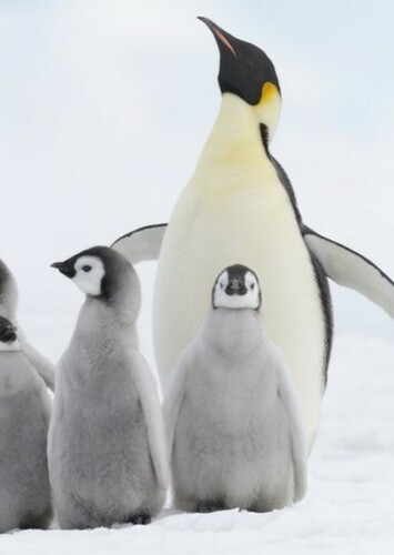 Emperor Penguin