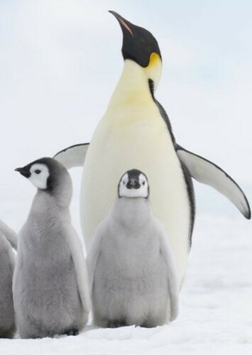 Emperor Penguin
