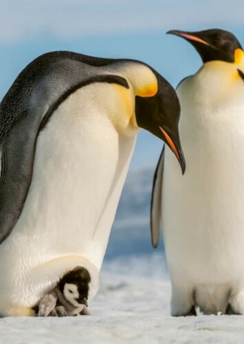 Emperor Penguin