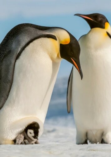 Emperor Penguin