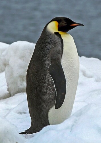 Emperor Penguin