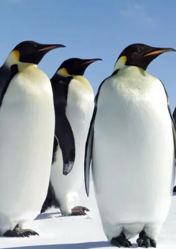 Emperor Penguin
