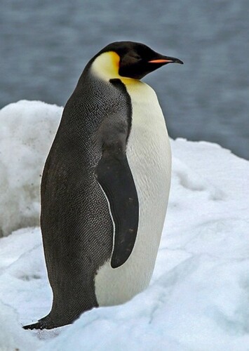 Emperor Penguin in Nature (TV Program)