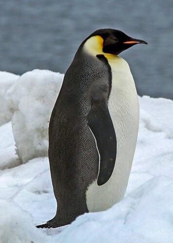 Emperor Penguin