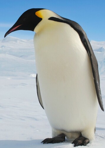 Emperor Penguin