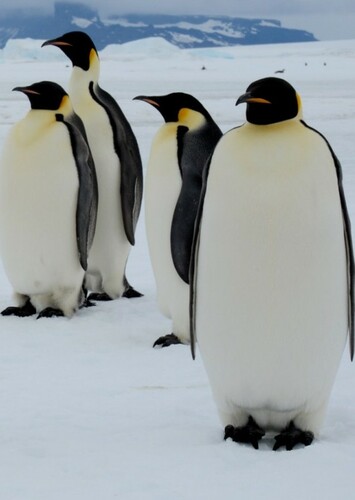 Emperor Penguin
