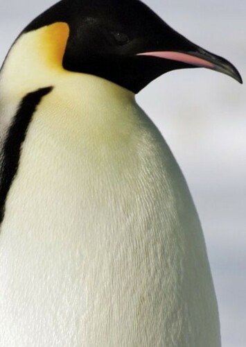 Emperor Penguin