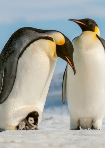 Emperor Penguin