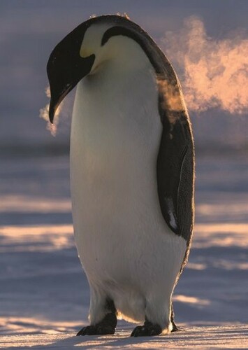 Emperor Penguin