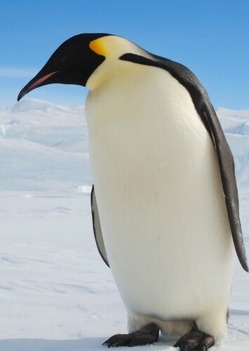Emperor Penguin