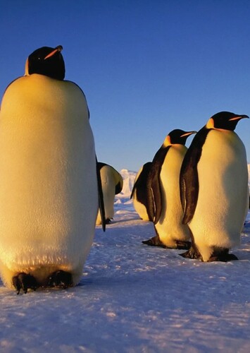 Emperor Penguin