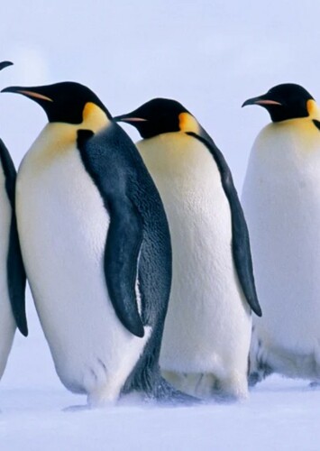 Emperor Penguin