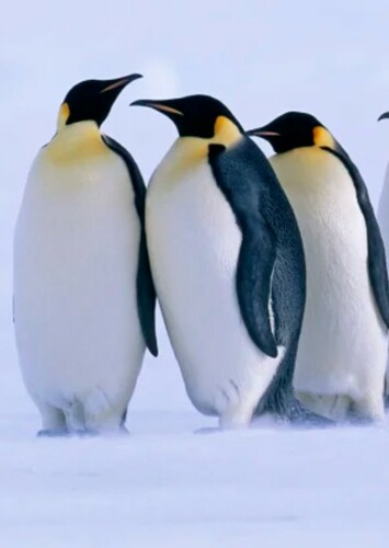 Emperor Penguin