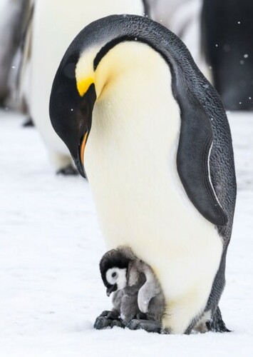 Emperor Penguin