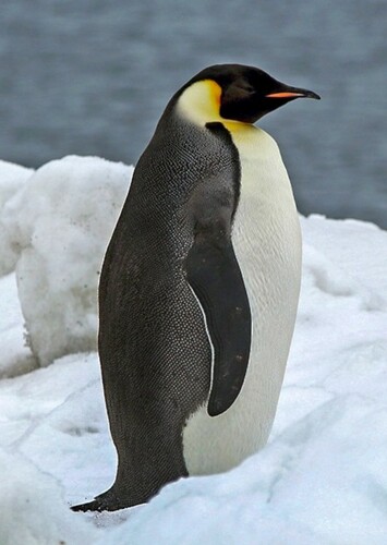 Emperor Penguin
