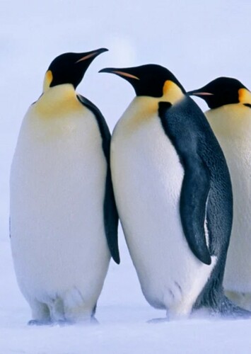Emperor Penguin