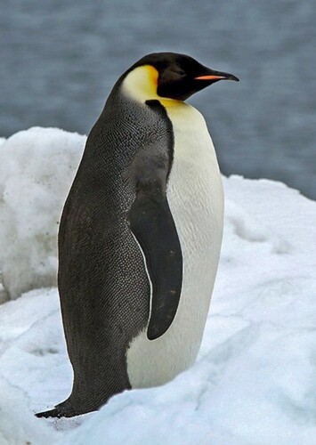 Emperor Penguin