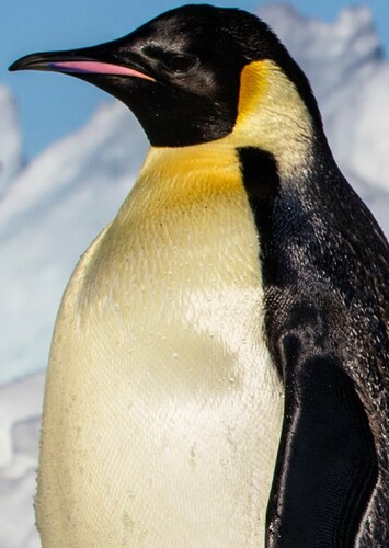 Emperor Penguin