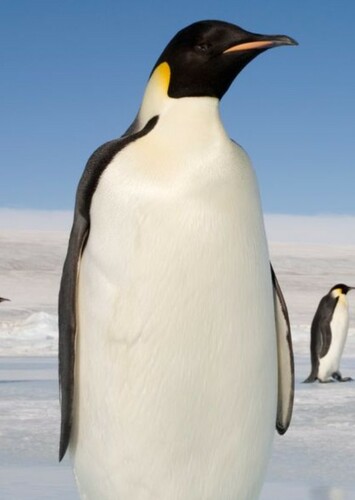 Emperor Penguin