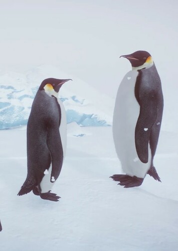 Emperor Penguin