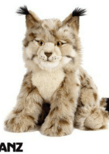 Endangered Iberian Lynx