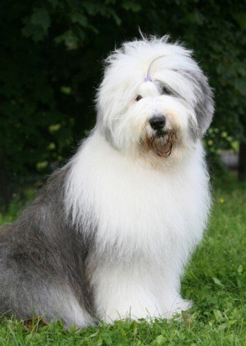 Sheepdog
