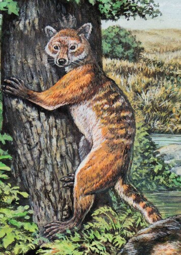 Eoarctos