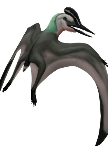 Eosipterus