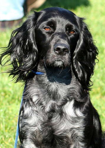 Blue Picardy Spaniel