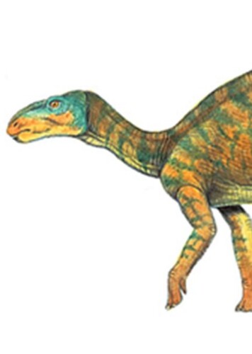 Equijubus