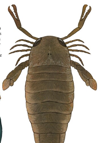Erettopterus