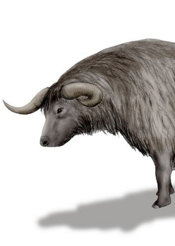 Euceratherium / Shrub-Ox