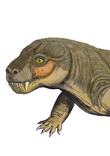 Euchambersia