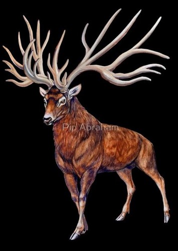 Eucladoceros