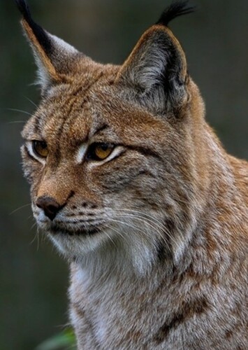 Eurasian Lynx