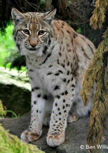 Eurasian Lynx