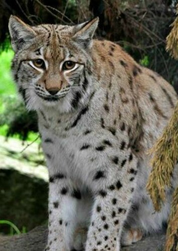 Eurasian Lynx