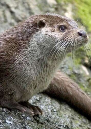 Eurasian Otter