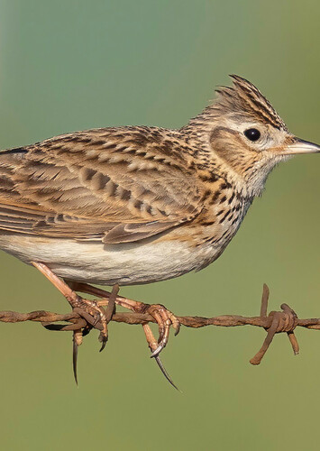 Eurasian Skylark