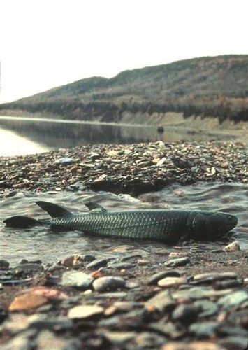 Eusthenopteron