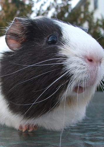 Eva the Guinea Pig