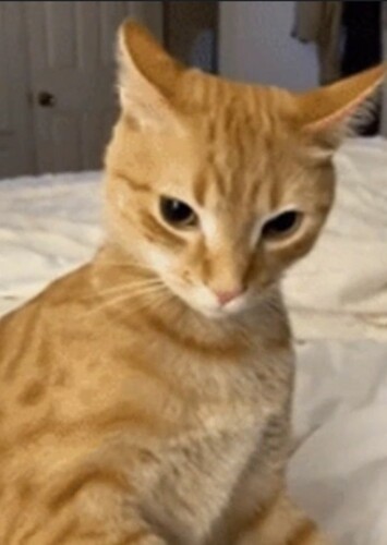 Evil Cat