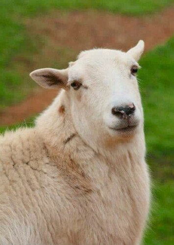 Ewe